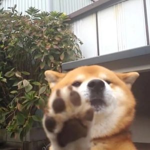 笔记本电脑电源选项里没有高性能模式处理方法